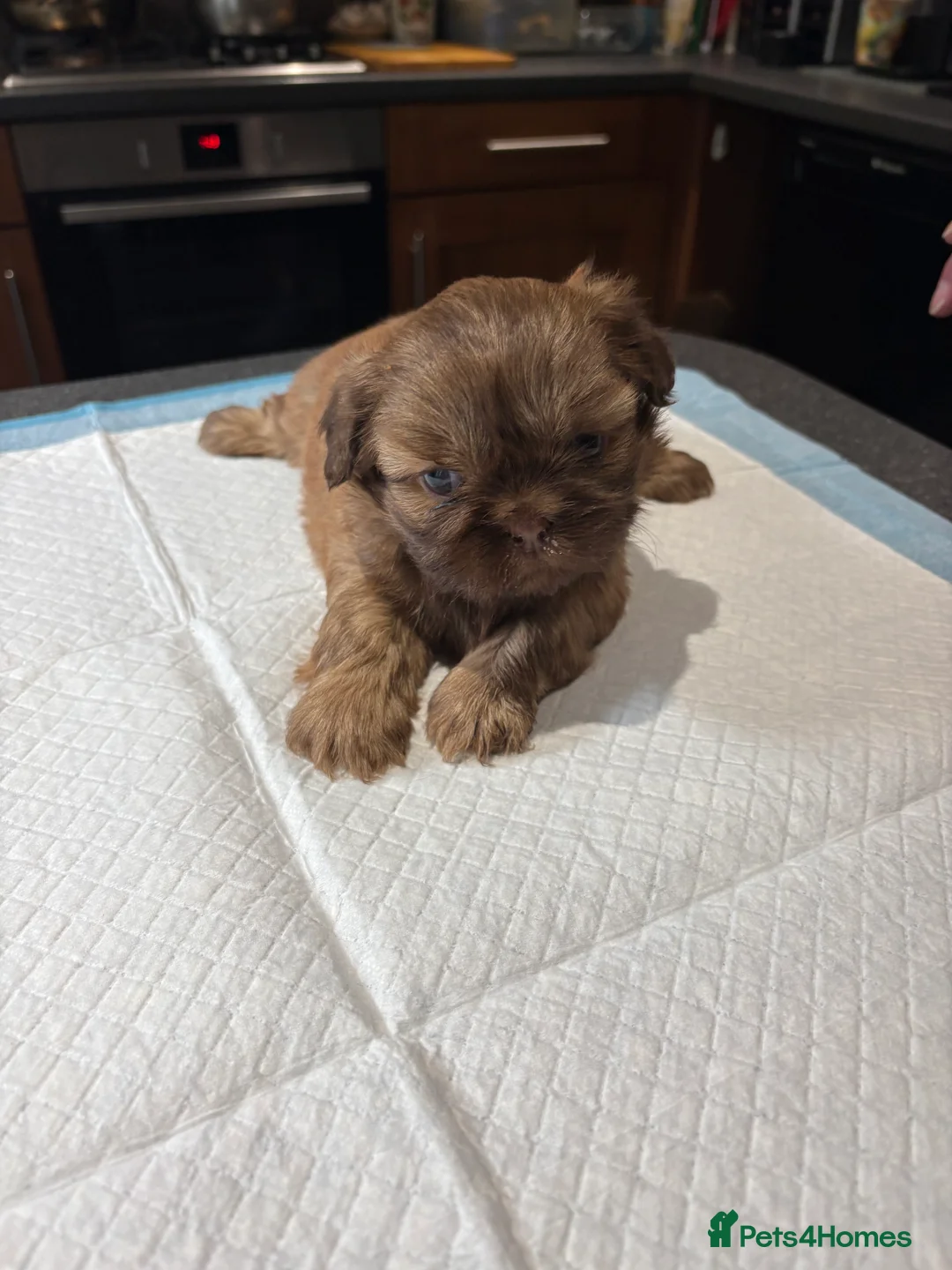 Shih Tzu dogs for sale: ALL SOLD THANK YOU - Advert 25
