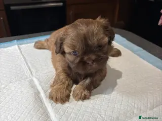 Shih Tzu dogs Karashishi shih tzu - Advert 7