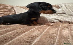 Miniature Dachshund dogs for sale: miniature dachshund puppy - Image 4