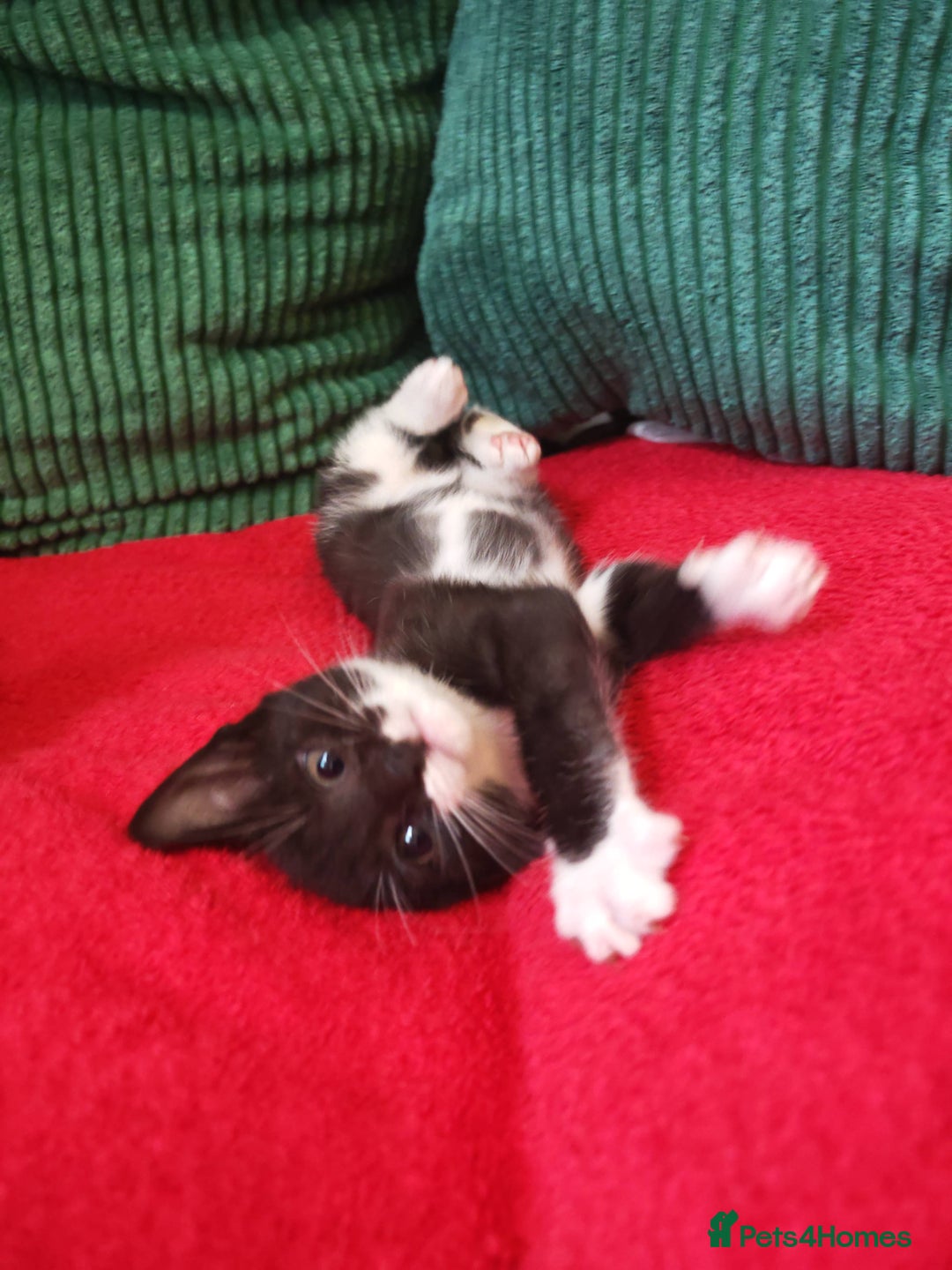 Mixed Breed cats for sale: Four Gorgeous Tuxedo & Tabby Kittens  - Image 11