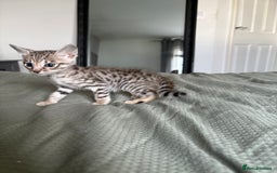 Savannah cats for sale: KIWANGA PEDIGREE F3 SAVANNAH KITTENS  - Image 38