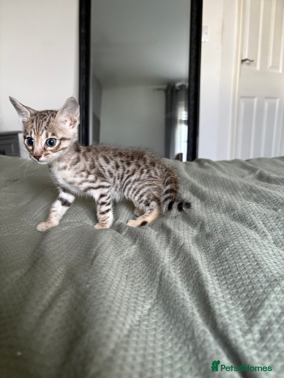 Savannah cats for sale: KIWANGA PEDIGREE F3 SAVANNAH KITTENS  - Image 38