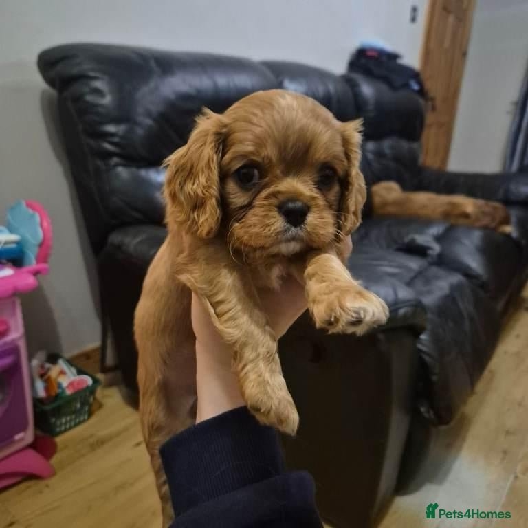 Cavalier King Charles Spaniel dogs for sale: Stunning full bred cavalier king charles spaniel - Advert 7