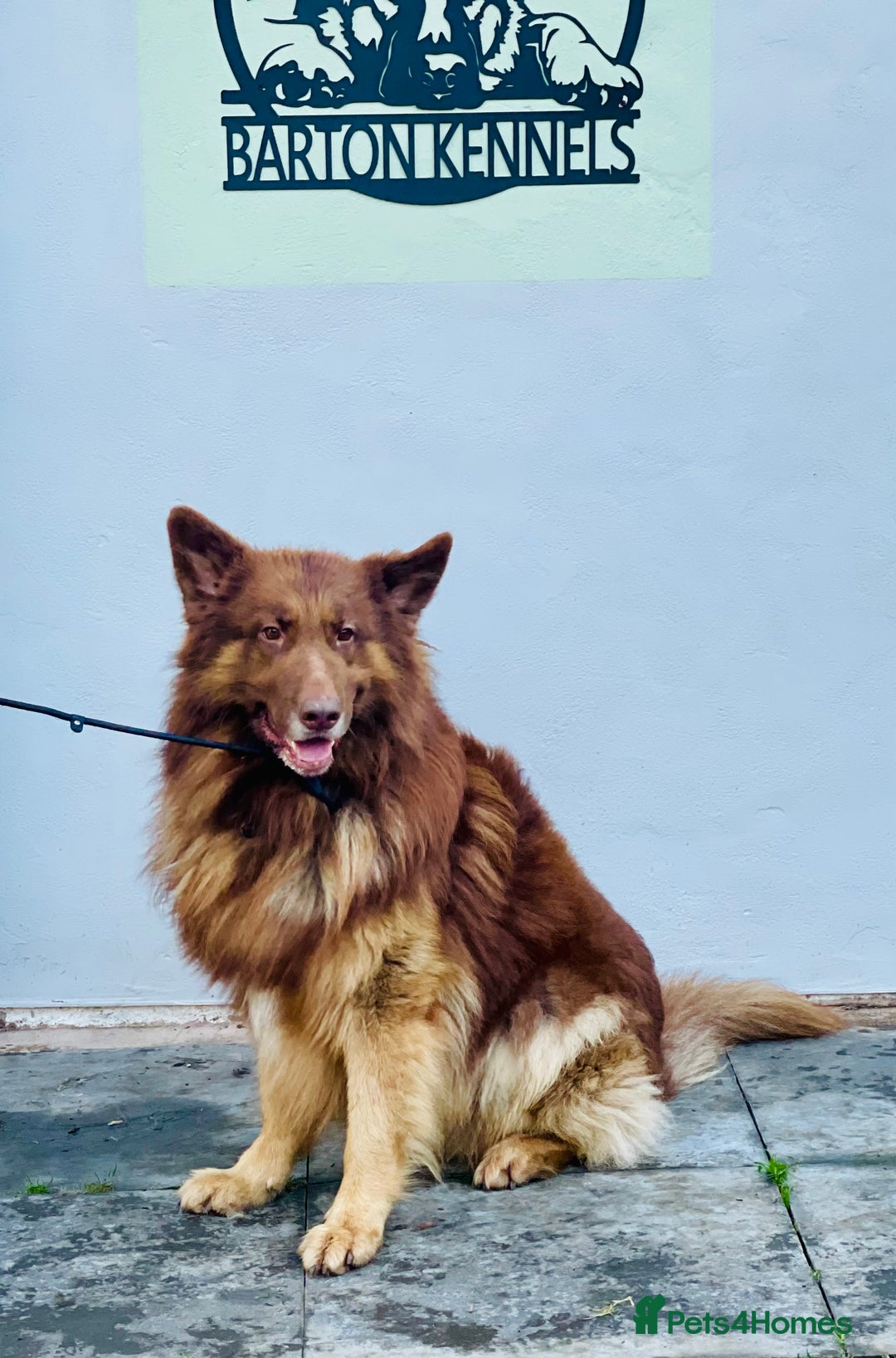 German Shepherd dogs for sale: GORGEAOUS K/C Registered German Shepherd puppies - Image 37