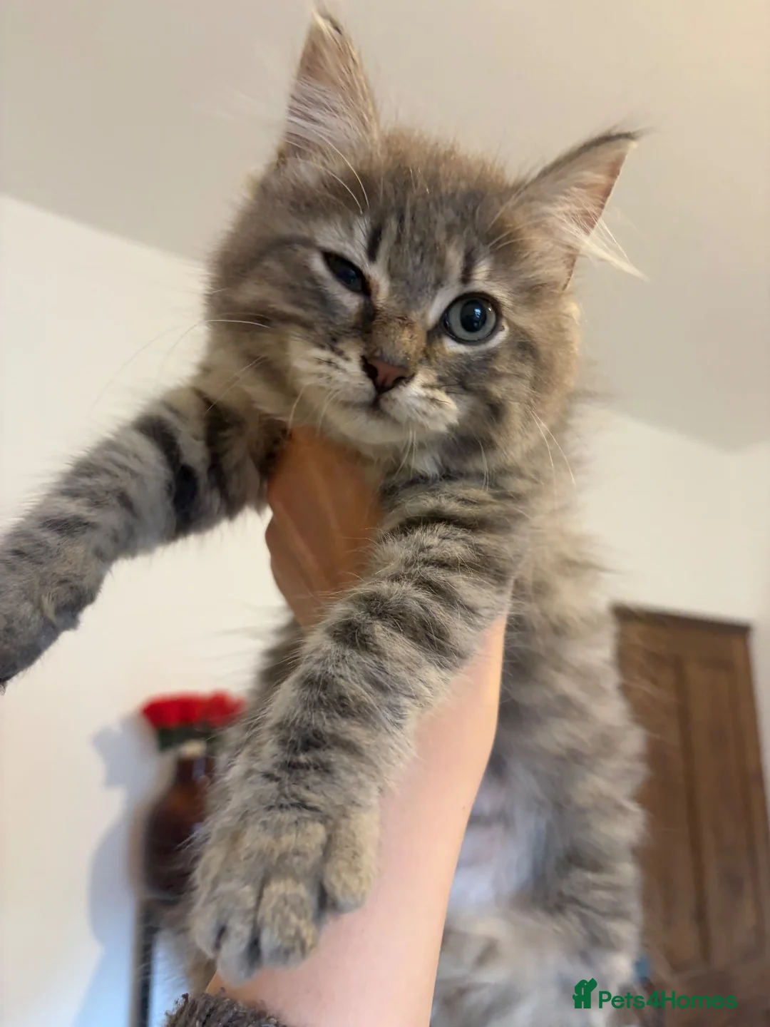 Siberian cats for sale: Two mix Siberian girls!! - Advert 2