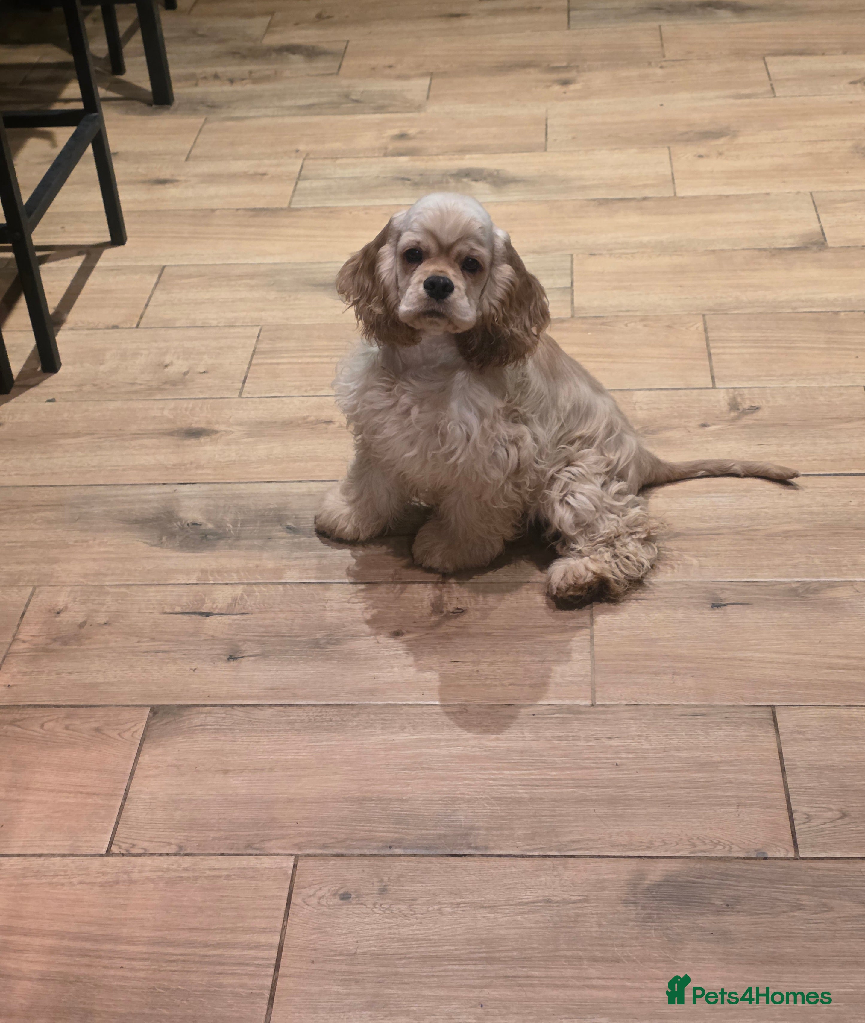 American Cocker Spaniel dogs Stunning Anerican Cocker spaniels girl - Advert 3