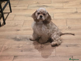 American Cocker Spaniel dogs Stunning Anerican Cocker spaniels girl - Advert 3