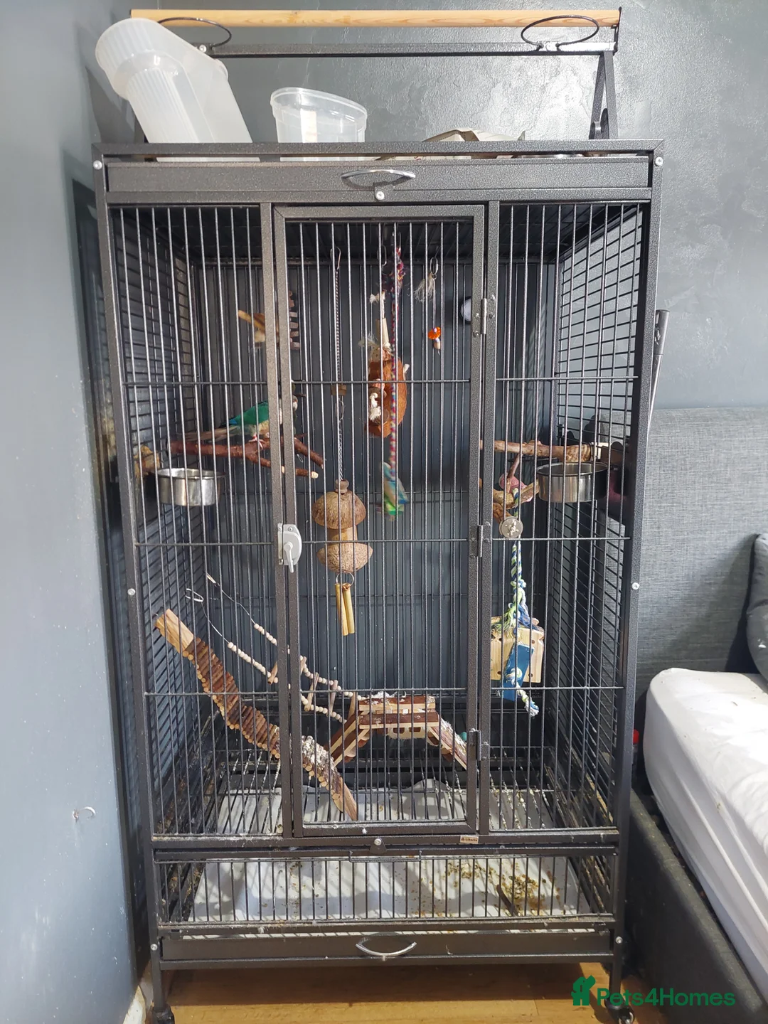 Conures birds for sale: Turquoise yellow sided/cinnamon  in Manchester - Advert 12