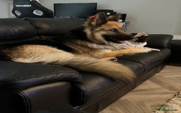 German Shepherd dogs for sale: Good home required  - Image 2