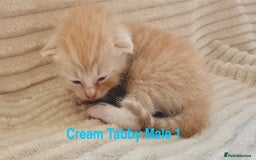 Maine Coon cats for sale: Beautiful, full Maine Coon Kittens. - Image 6