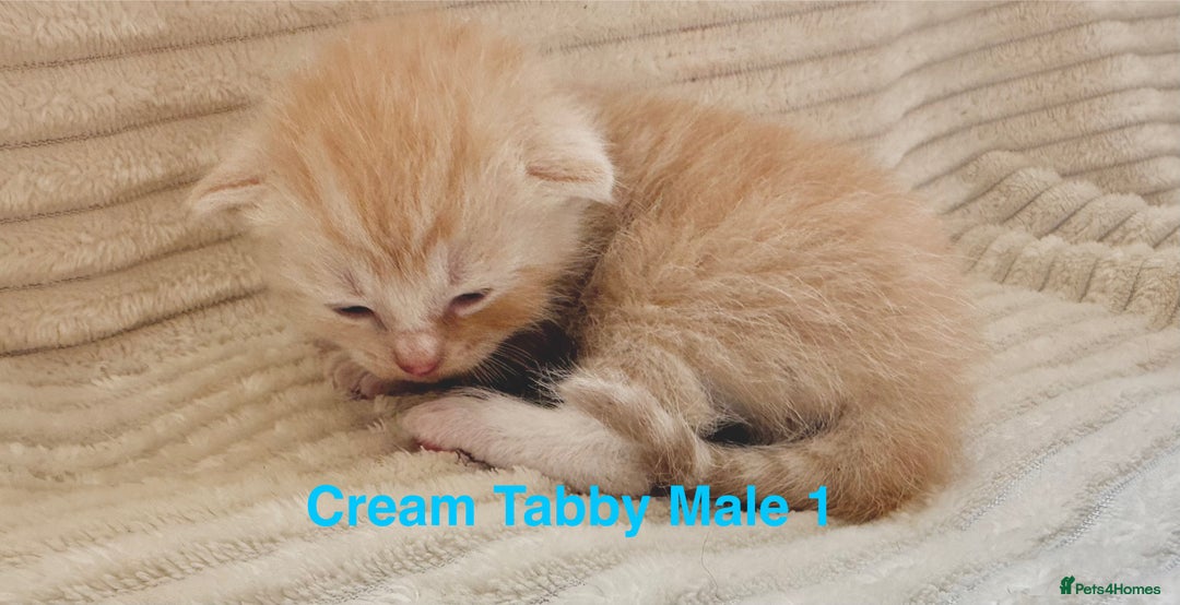 Maine Coon cats for sale: Beautiful, full Maine Coon Kittens. - Image 6