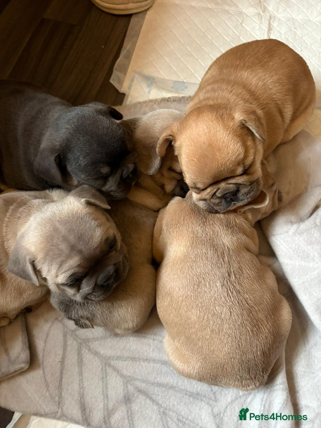 French Bulldog dogs for sale: Beautiful litter of 5 puppies - Advert 2