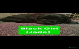 Labrador Retriever dogs for sale: Labrador Puppies for sale pedigree  - Image 13