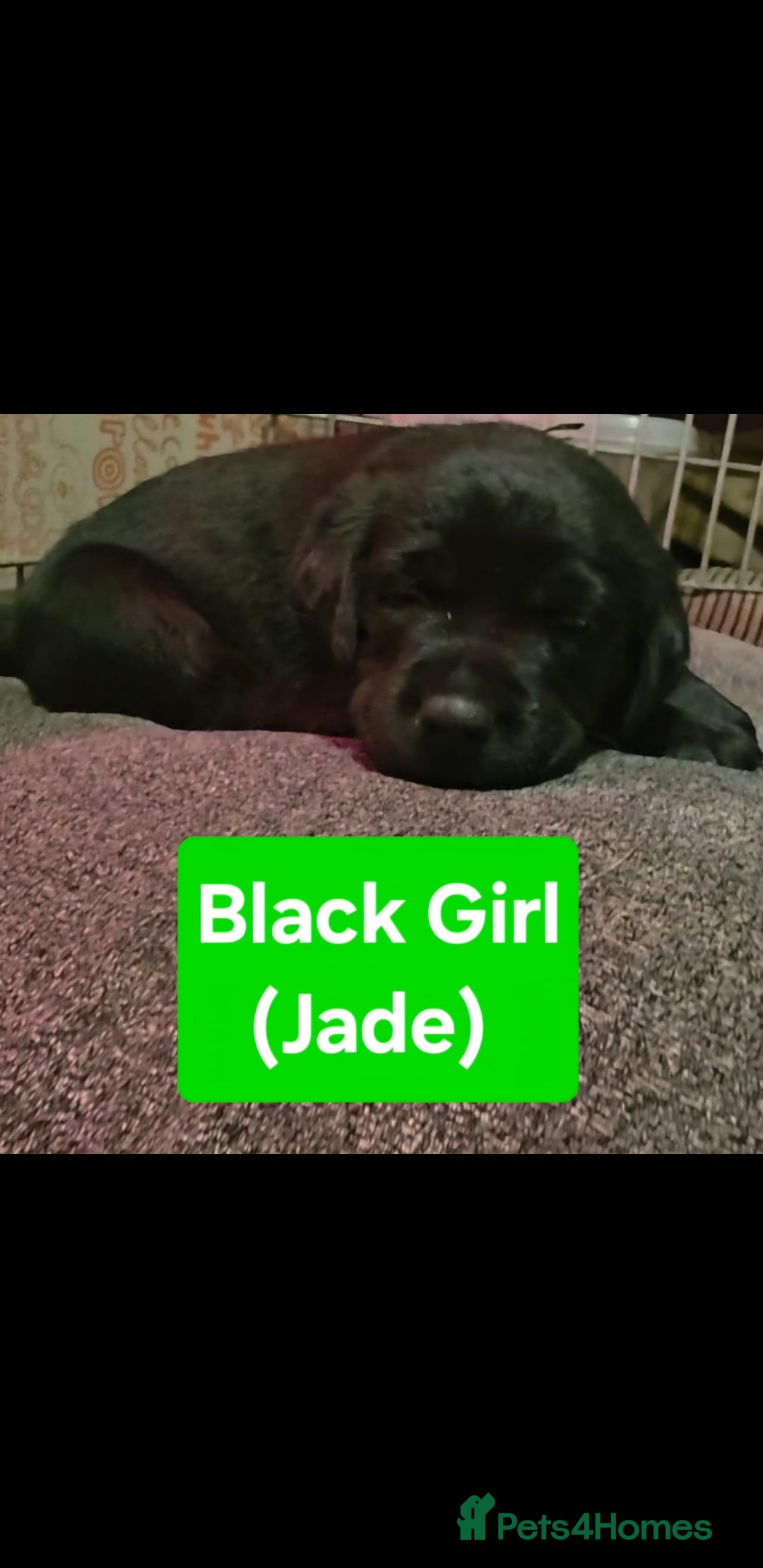 Labrador Retriever dogs for sale: Labrador Puppies for sale pedigree  - Image 13