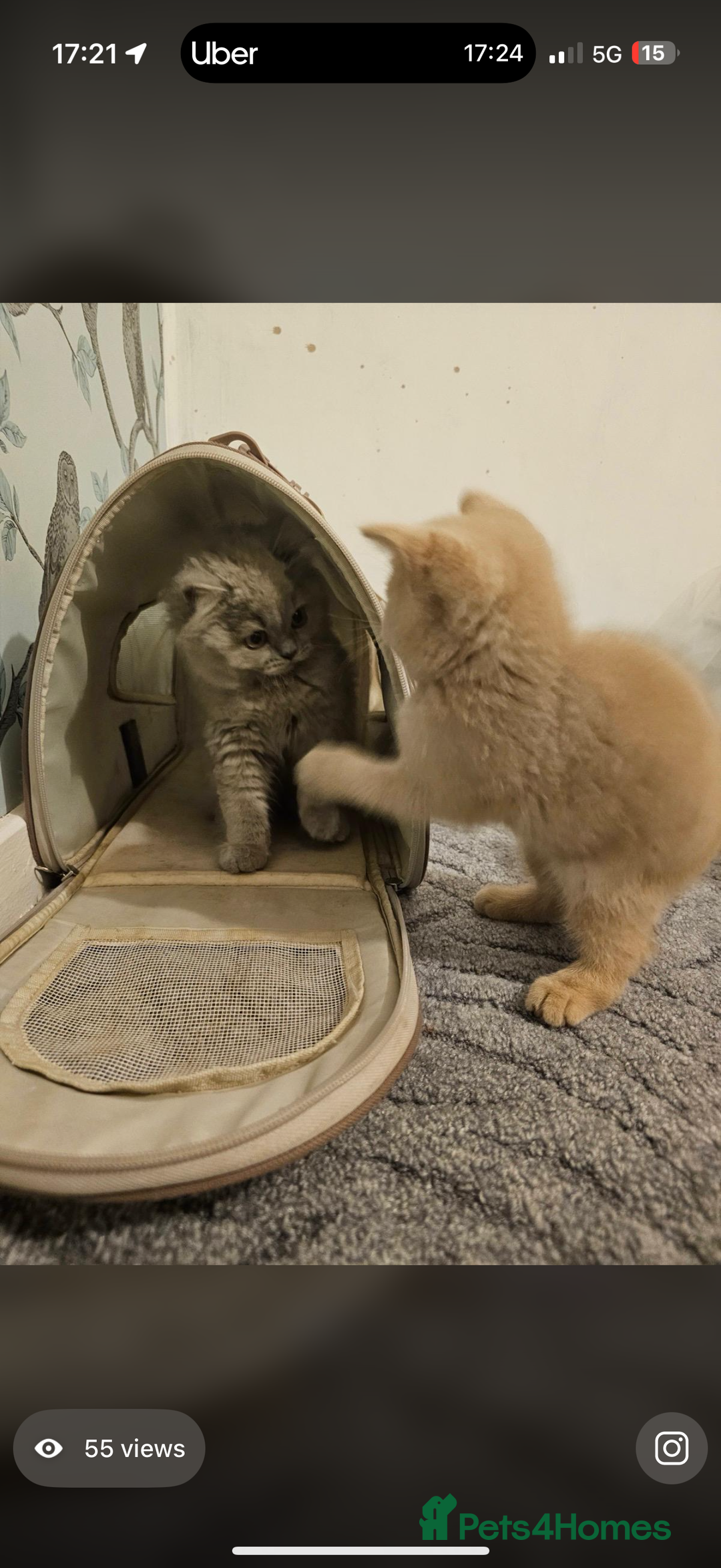 British Shorthair cats for sale: 2 beautiful cats for sale  - Advert 1