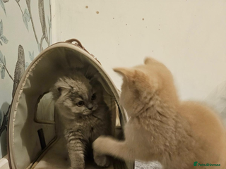 British Shorthair cats 2 beautiful cats for sale - Advert 11