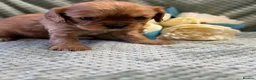 Cavalier King Charles Spaniel dogs for sale: Cavalier King Charles  - Advert 32