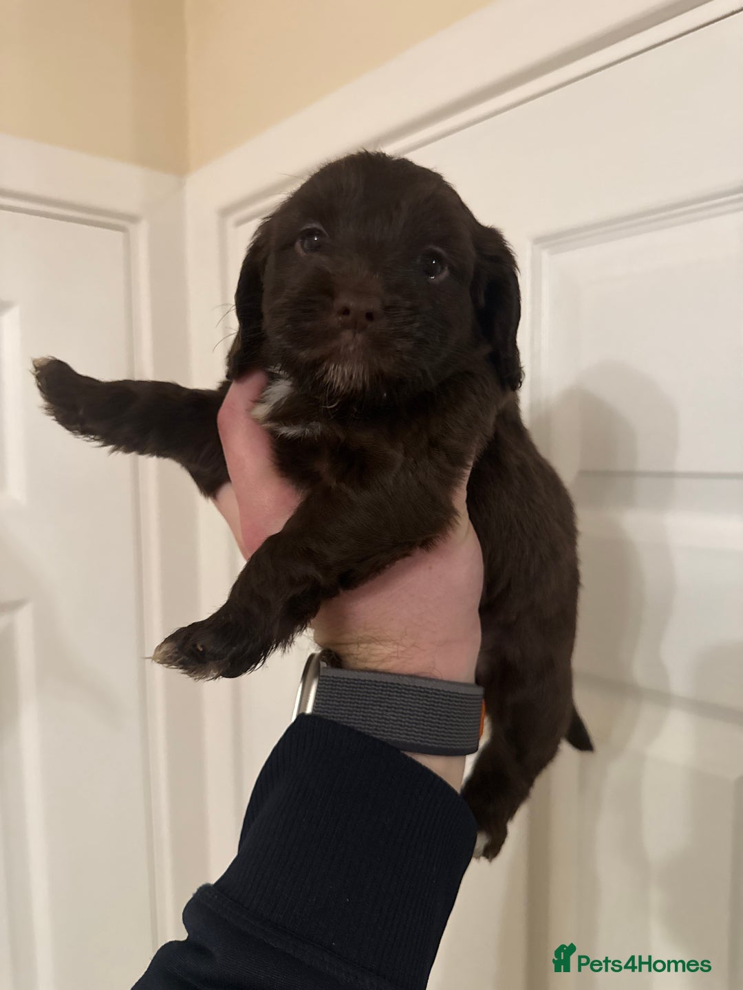 Mixed Breed dogs for sale: Beautiful Cocker Sproodles Puppies!  - Advert 22