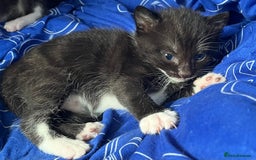 Mixed Breed cats for sale: Kittens for sale - Image 13