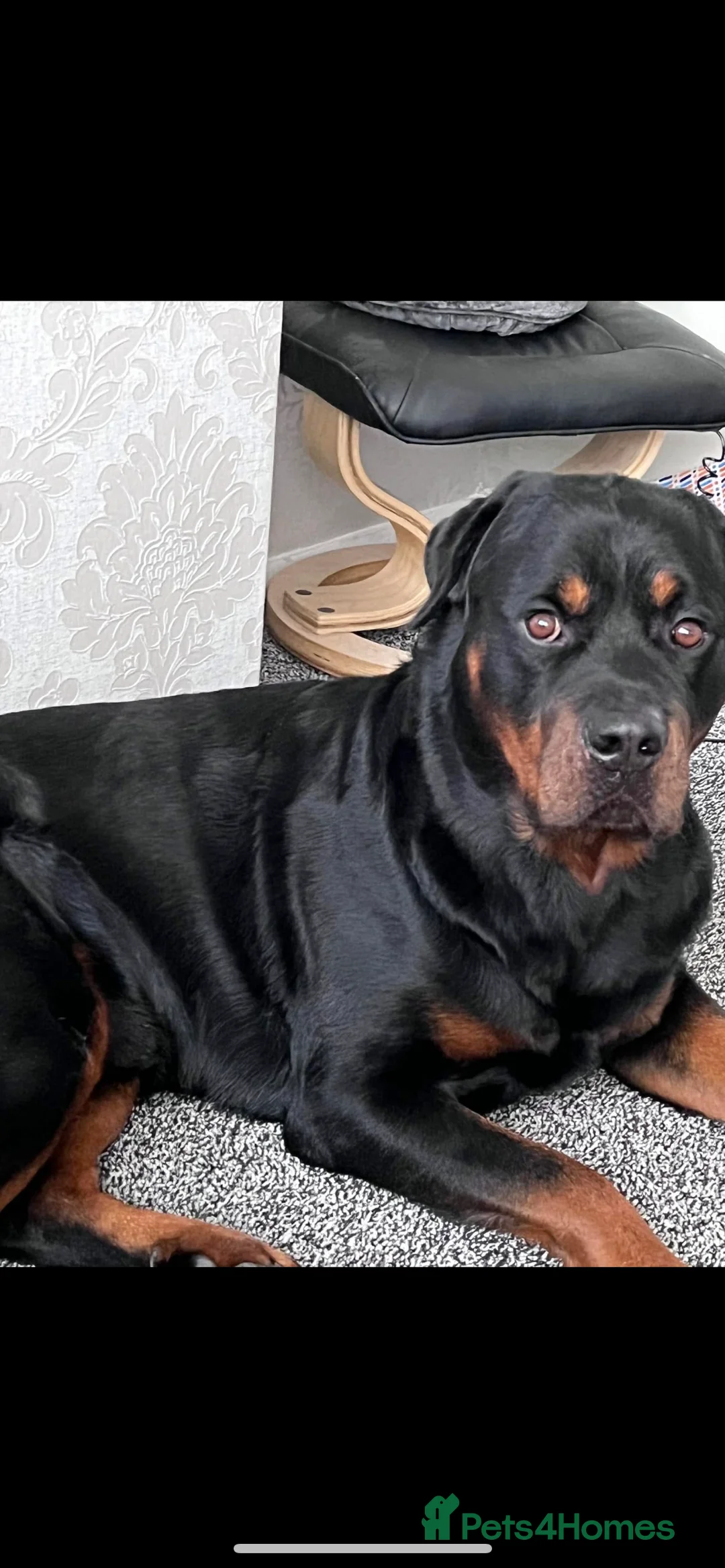 Rottweiler dogs for stud: •PROVEN •Very experienced stunning Rottweiler Stud in Doncaster - Advert 3