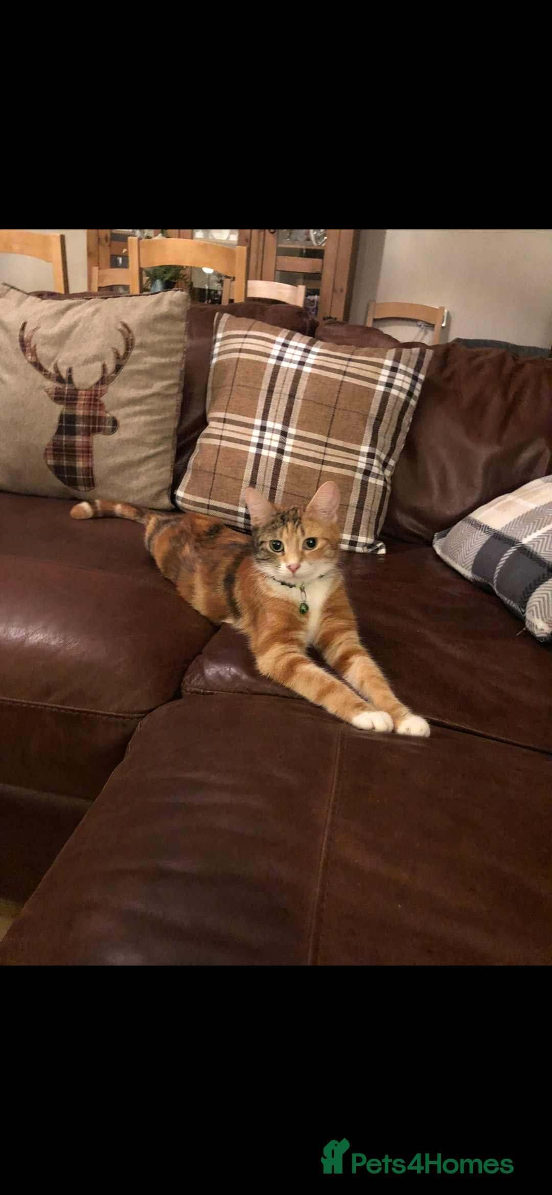 Mixed Breed cats for sale: Two adult cats for sale  - Image 2