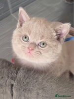 British Shorthair cats Gccf British shorthair kittens champion lines 🏆 - Advert 3