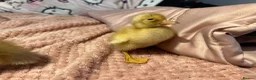 Ducks poultry for sale: 🐣 Ducklings! 🐣 - Advert 6