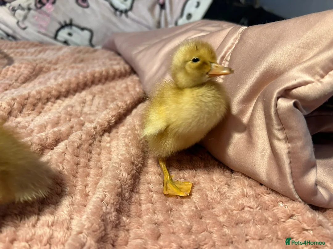 Ducks poultry for sale: 🐣 Ducklings! 🐣 - Advert 6