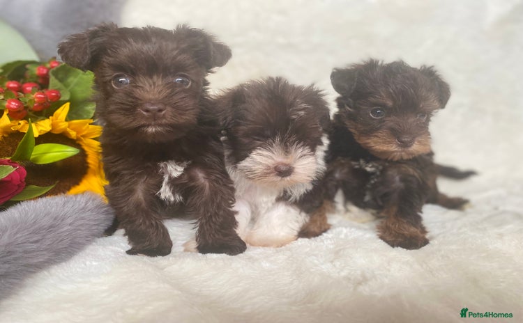 Miniature Schnauzer dogs - Advert 1
