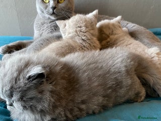 British Shorthair cats GCCF Pedigree British Shorthair/Longhair Kitten’s - Advert 16