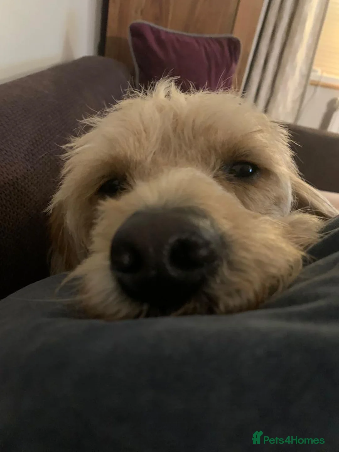 Gallery Image {{count}}