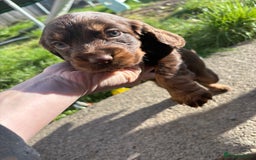 Cocker Spaniel dogs for sale:  Cocker spaniel puppies  - Image 4