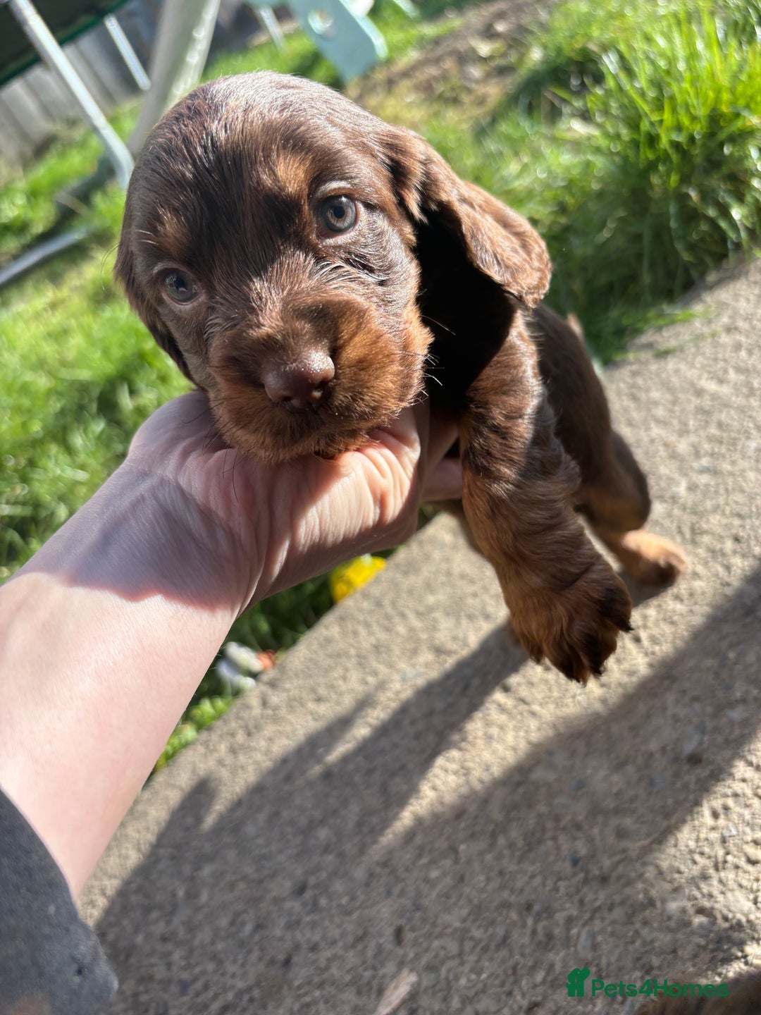 Cocker Spaniel dogs for sale:  Cocker spaniel puppies  - Image 4