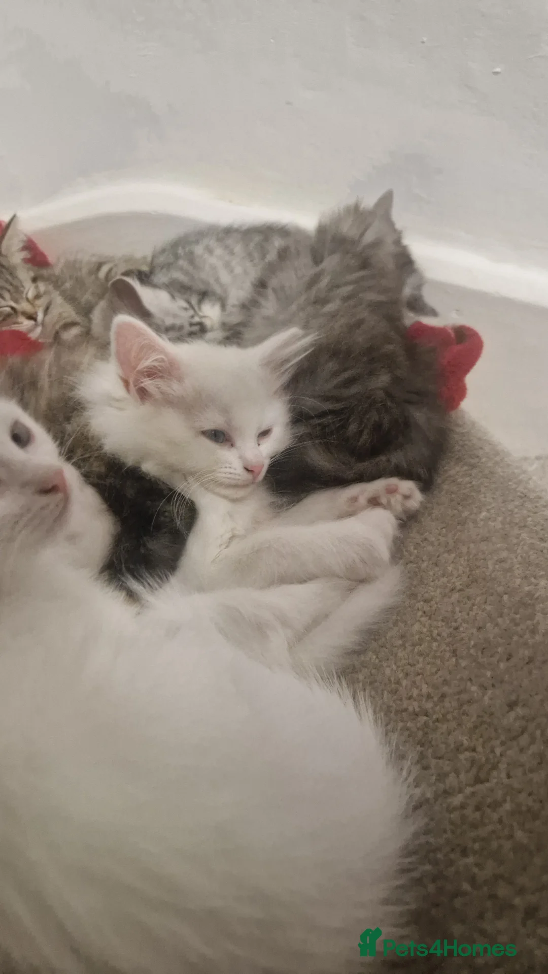 Maine Coon cats for sale: Kittens for sale - Advert 2