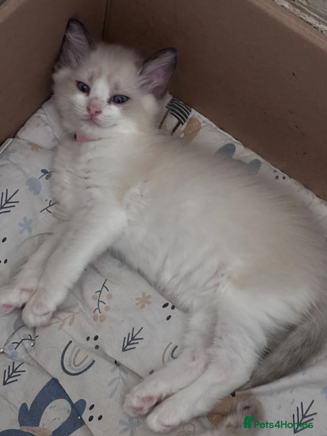 Ragdoll cats for sale: Beautiful pedigree kittens  - Advert 2