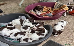 English Springer Spaniel dogs for sale: KC Springer Spaniel puppies 3 x girls available  in Hereford - Image 21
