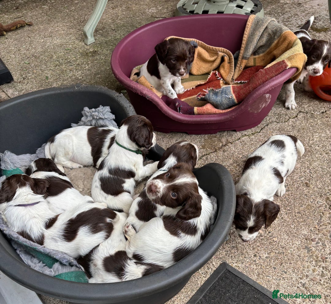English Springer Spaniel dogs for sale: KC Springer Spaniel puppies 3 x girls available  in Hereford - Image 21