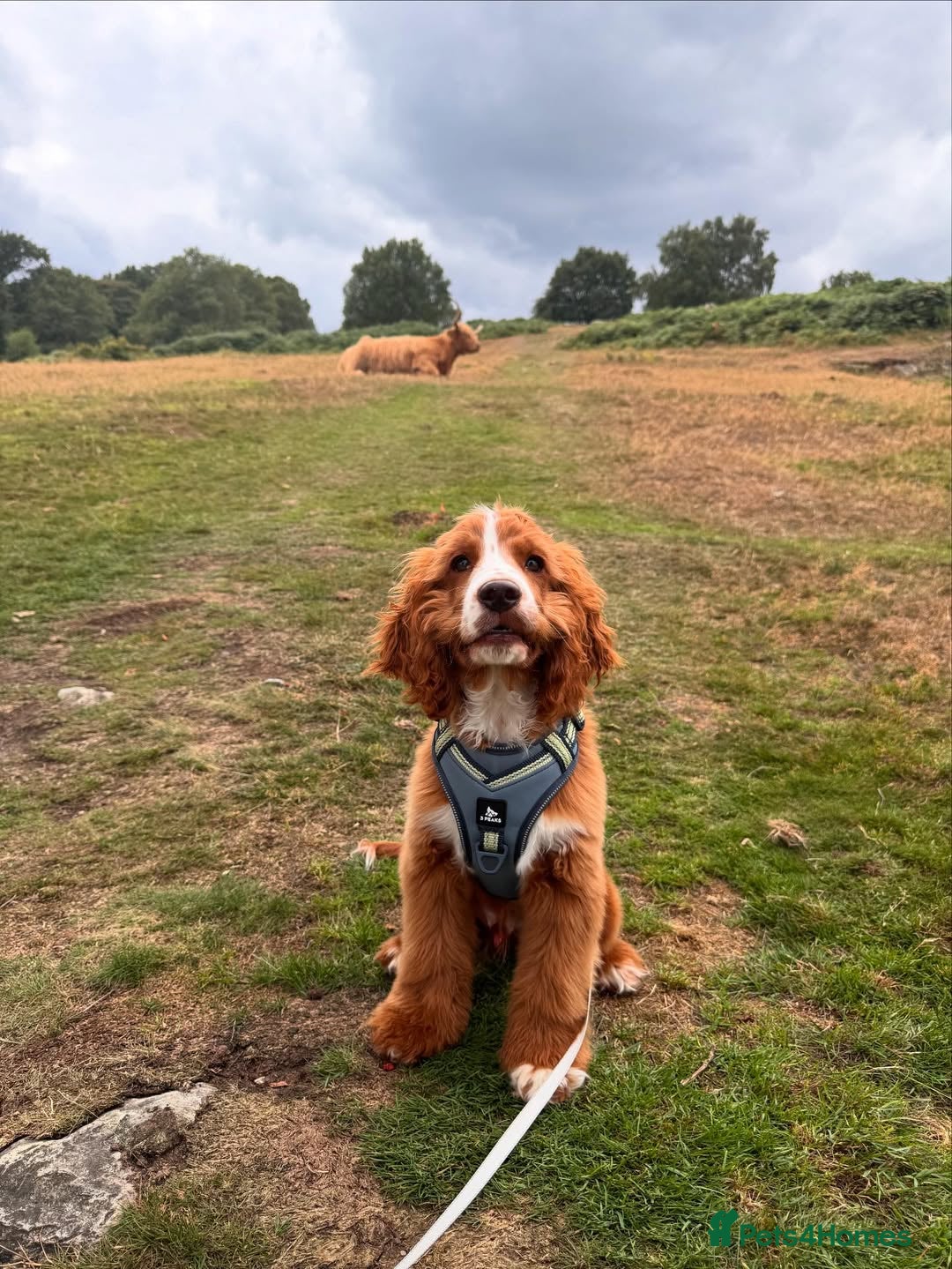 Cockapoo dogs for sale: Beautiful Puppy Pixie Looking for a Loving Home - Advert 1