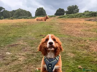 Cockapoo dogs Beautiful Puppy Pixie Looking for a Loving Home - Advert 13