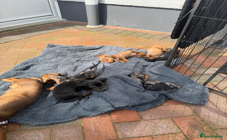 Miniature Dachshund dogs - Advert 2