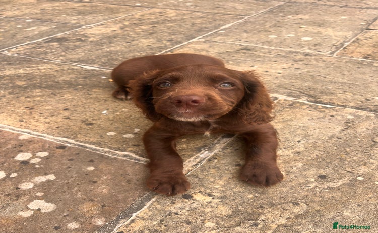 Sprocker dogs - Advert 2