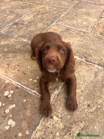 Sprocker dogs - Advert 2