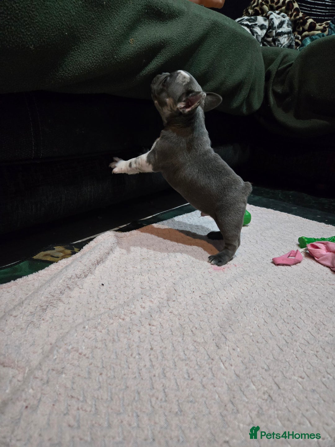 French Bulldog dogs for sale: French bulldog pups ready in 2 weeks - Advert 10
