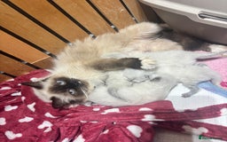 Ragdoll cats for sale: GCCF champion bloodline seal point Ragdollls - Image 9