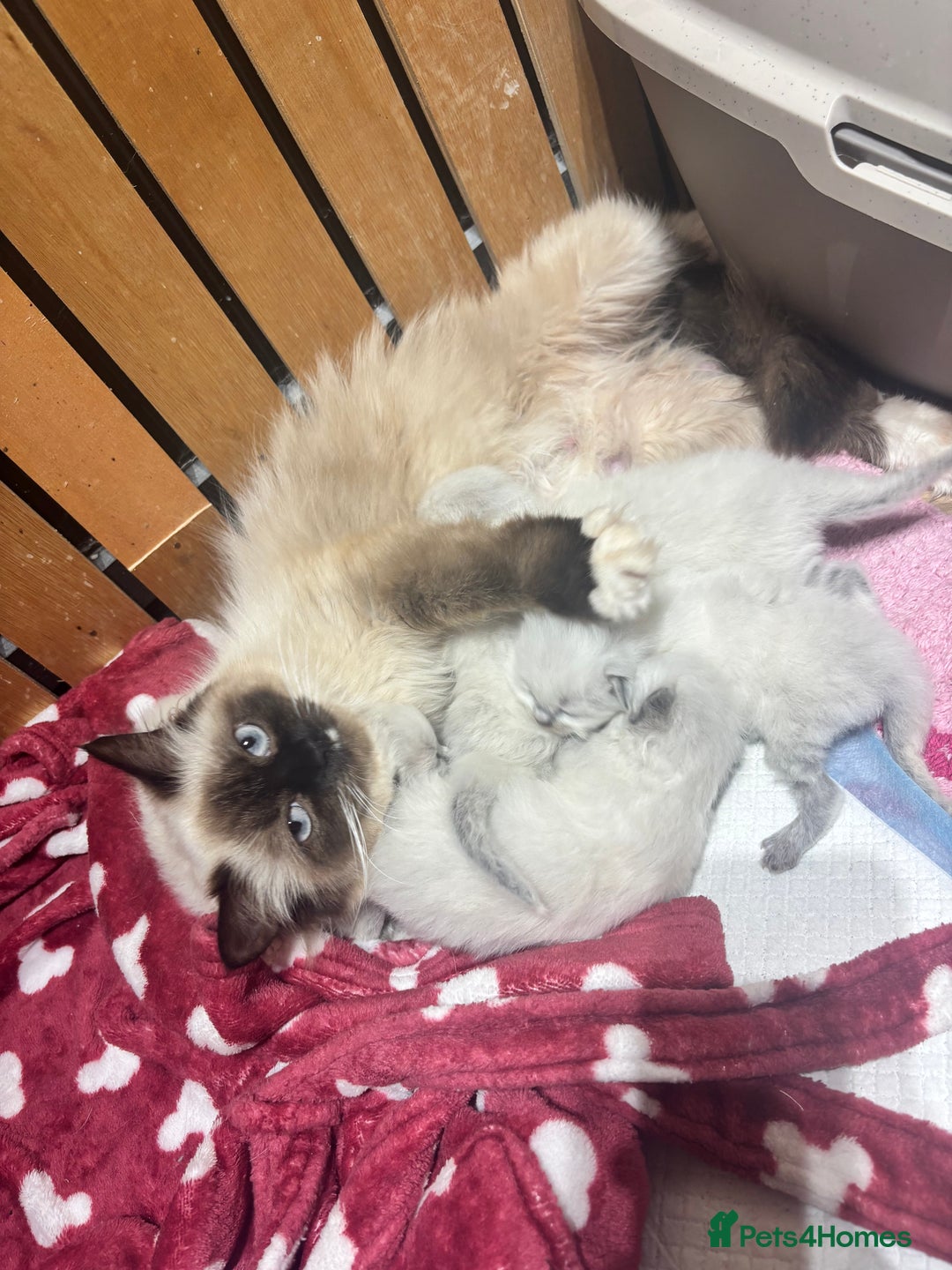 Ragdoll cats for sale: GCCF champion bloodline seal point Ragdollls - Image 9
