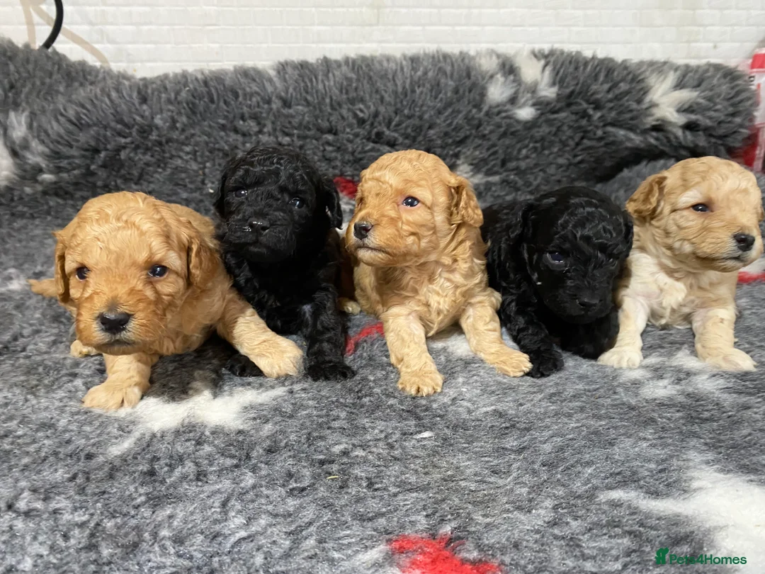 Toy Poodle dogs for sale: Toy Poodles KC Registered Health Tested Parents - Advert 6
