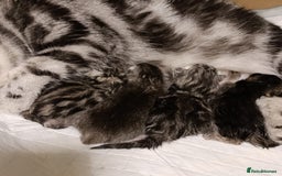 British Shorthair cats for sale: British Shorthair kittens - Image 18