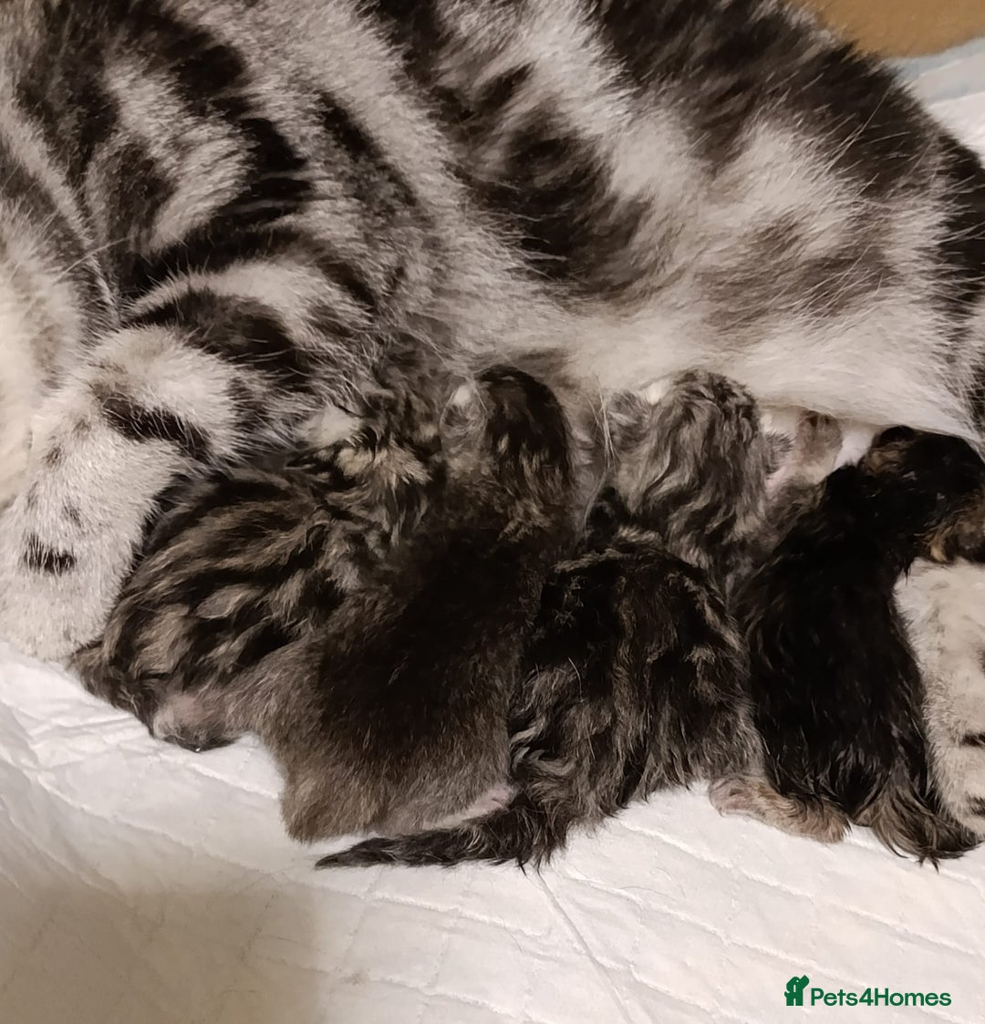 British Shorthair cats for sale: British Shorthair kittens - Image 18