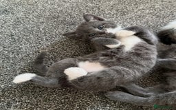 Mixed Breed cats for sale: Beautiful kittens ready for 5/11/28 - Image 4