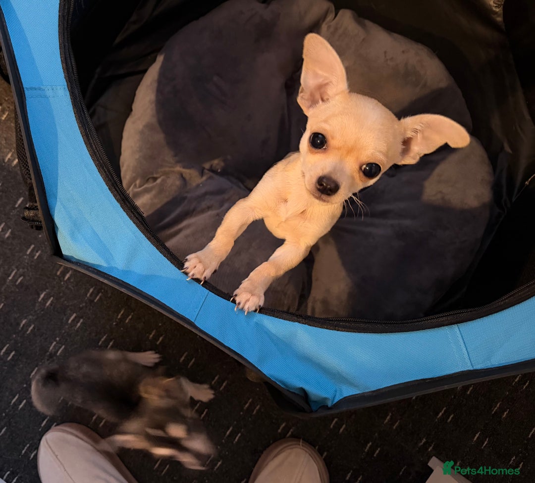Chihuahua dogs for sale: Stunning and lovely chihuahua puppies for sale - Advert 6